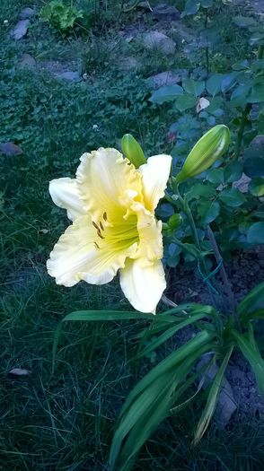 WP_20160706_019 - 2016 Hemerocallis
