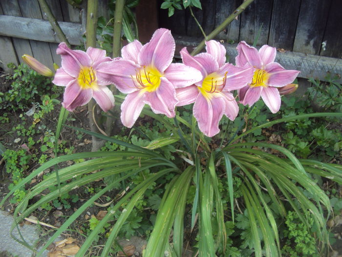 prairie blue eyes - 2016 Hemerocallis