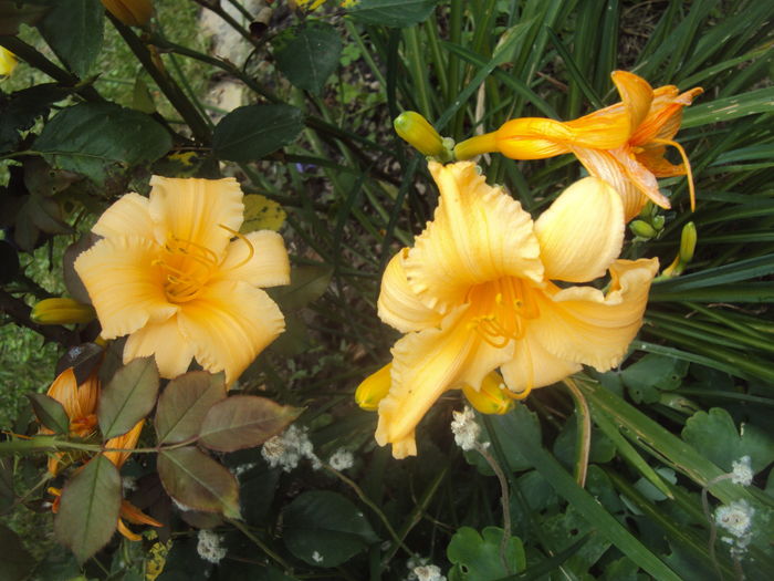 DSC05162 - 2016 Hemerocallis