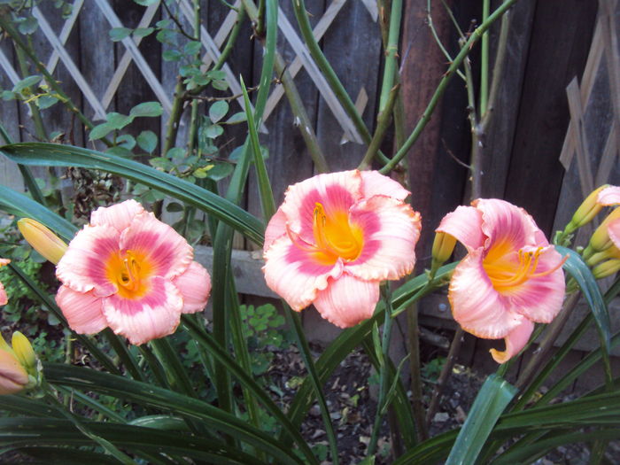 Strawberry Candy - 2016 Hemerocallis