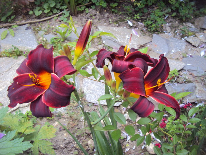 Starling - 2016 Hemerocallis