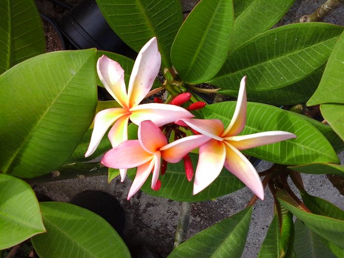 20160705_190000 - Plumeria impletita