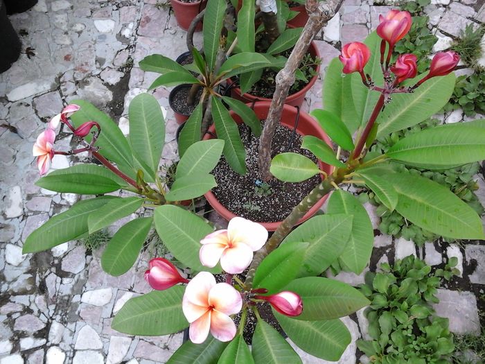 Are 3 brate si fiecare avand cate o corana, mai rar asa ceva. - Plumeria - Hawaiian Coral