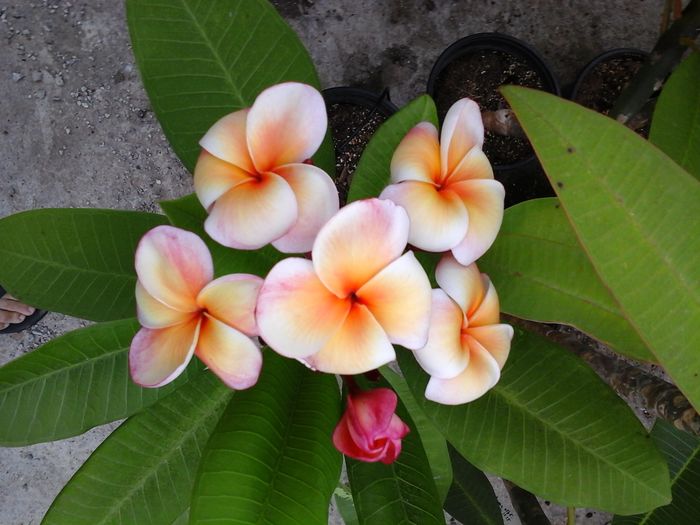20160703_182255 - Plumeria - Hawaiian Coral
