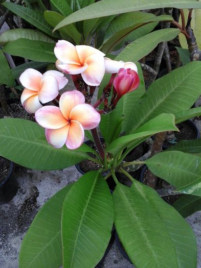 20160703_182300 - Plumeria - Hawaiian Coral