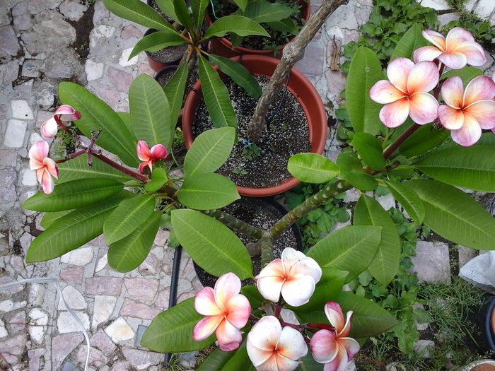 20160706_134917 - Plumeria - Hawaiian Coral