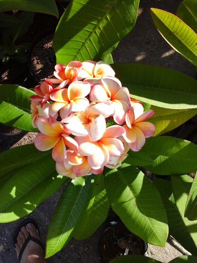 20160708_181849 - Plumeria - Hawaiian Coral