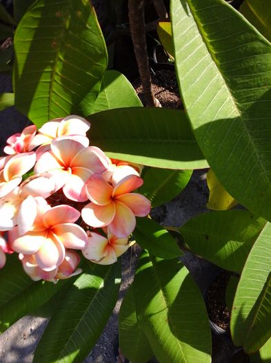 20160708_181852 - Plumeria - Hawaiian Coral