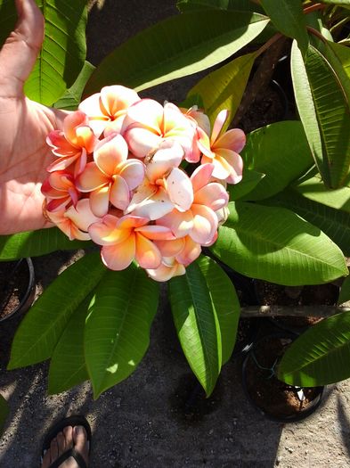un buchet de mireasa perfect! - Plumeria - Hawaiian Coral