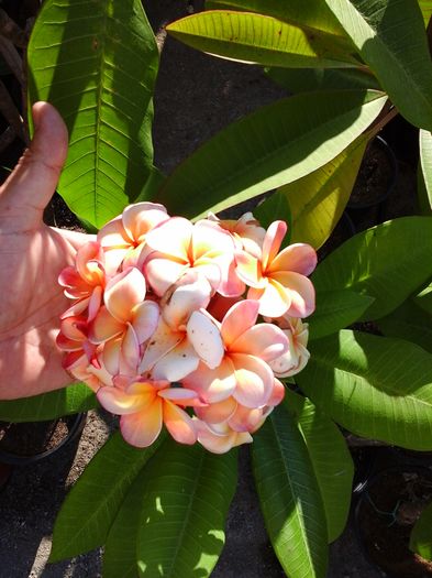 20160708_181907 - Plumeria - Hawaiian Coral