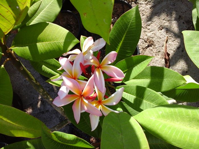 20160708_181827 - Plumeria impletita