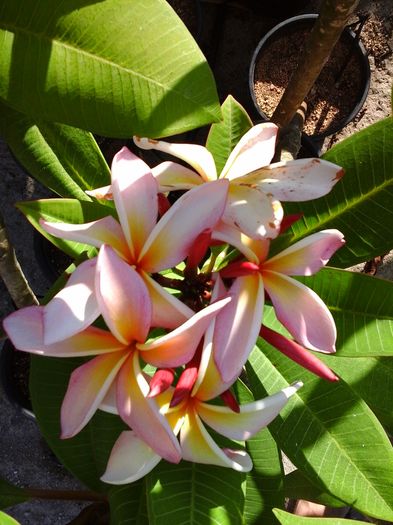 20160708_181835 - Plumeria impletita