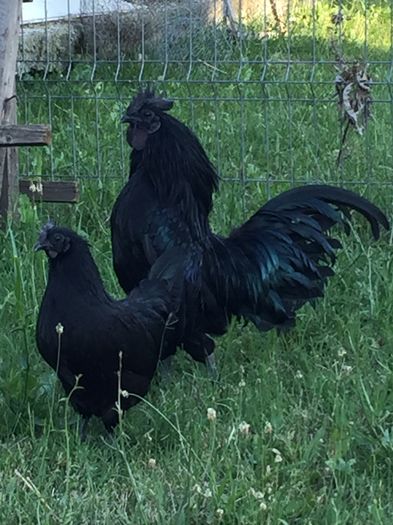 image - Ayam cemani