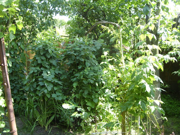 SDC13263 - gradina