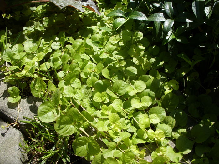 Lysimachia nummularia