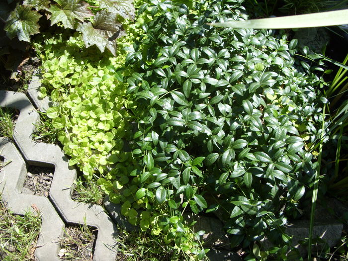 vinca minor si Lysimachia n. - gradina