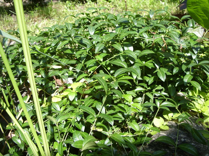 Vinca minor