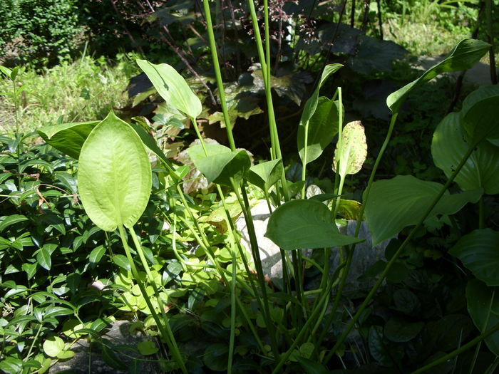 Alisma plantago-aquatica