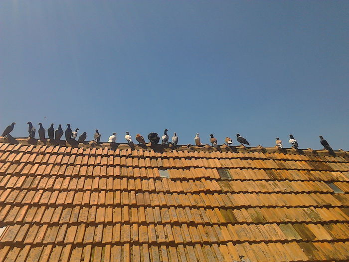 IMG_20160708_131126 - Porumbei stil vechi