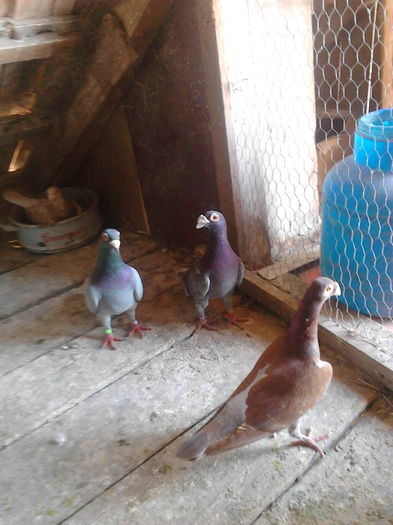 IMG_20160708_130612 - Porumbei stil vechi