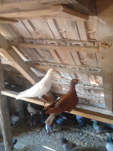 IMG_20160708_125239 - Porumbei stil vechi