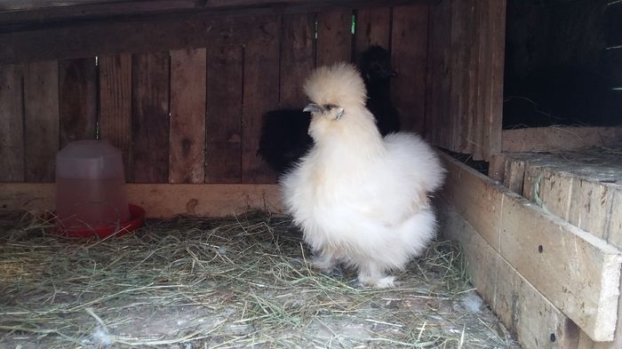 matase - Matase japoneza