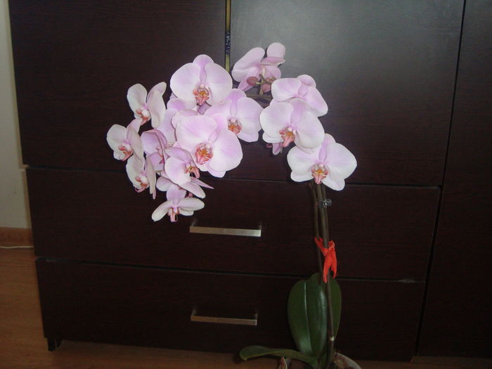 012 - orhideele mele