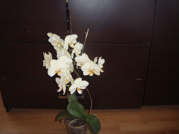 013 - orhideele mele