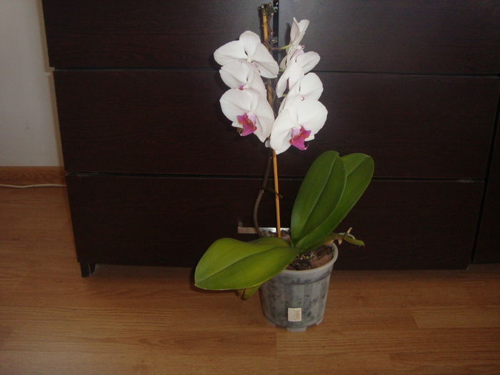 016 - orhideele mele