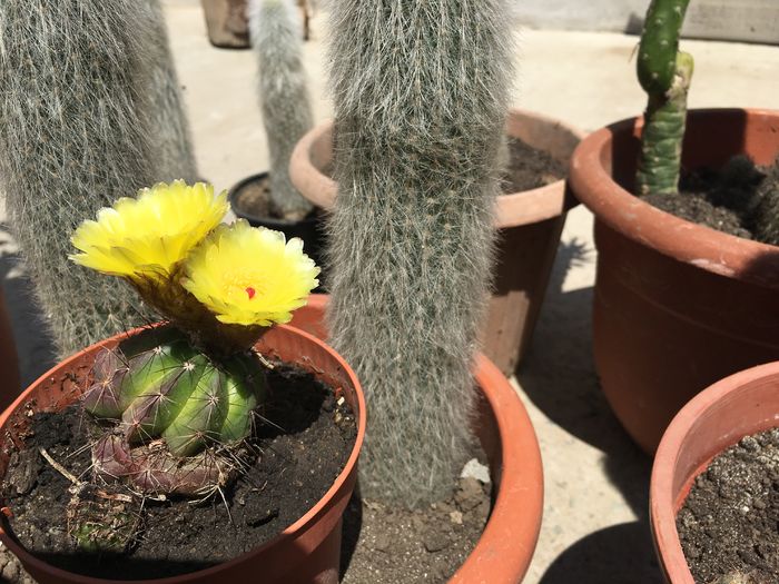 image - CACTUSI rog identificare