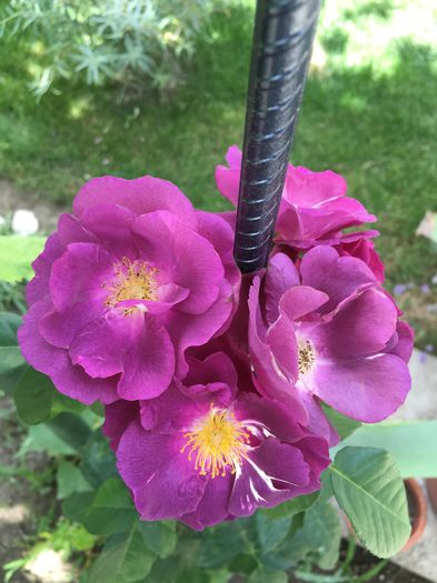 image - floricelele mele