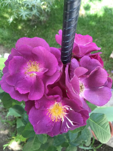 image - floricelele mele