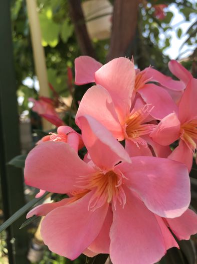 image - floricelele mele