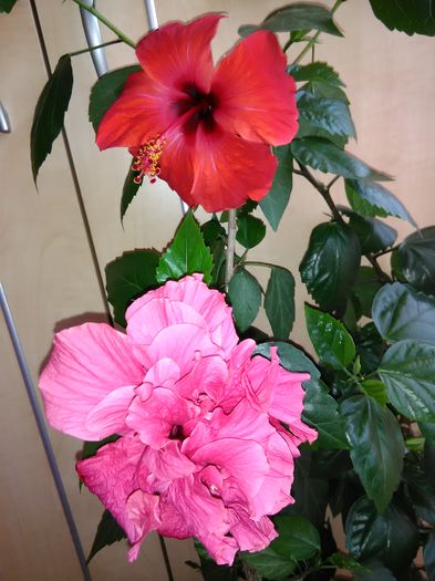 IMG_20160708_144111