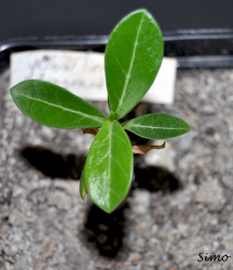 yellow-line-fragrant - Adenium