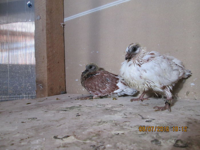 grupa mica II devine repede grupa mare