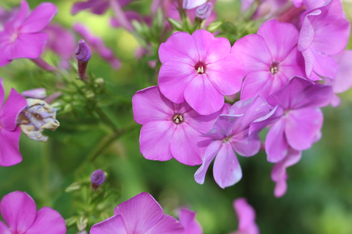  - Phlox