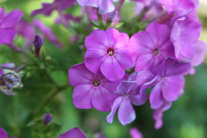 - Phlox