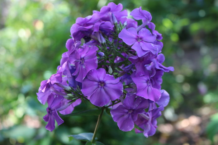  - Phlox