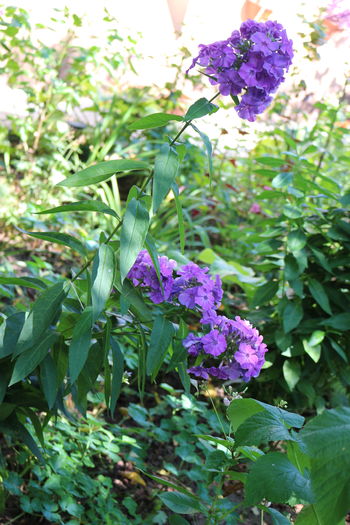  - Phlox