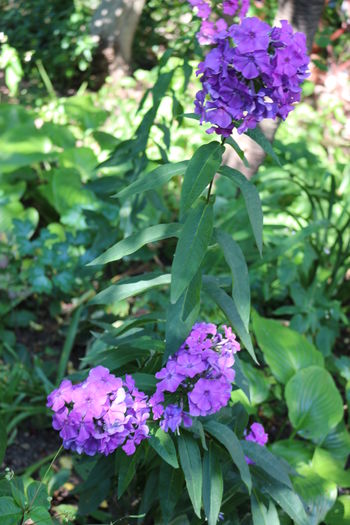  - Phlox