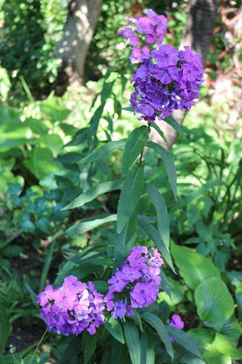  - Phlox