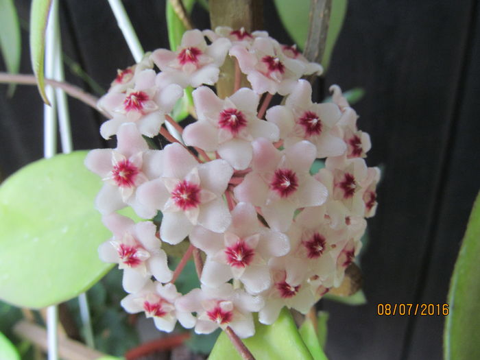 carnosa exotica - HOYA 2016