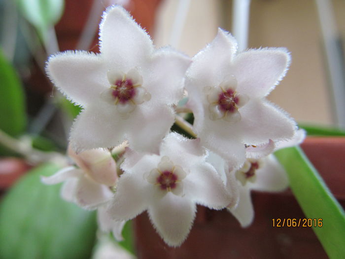 hoya Shepherdii - HOYA 2016