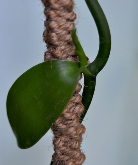 Aparitia noi ramificati - Vanilla panifolia