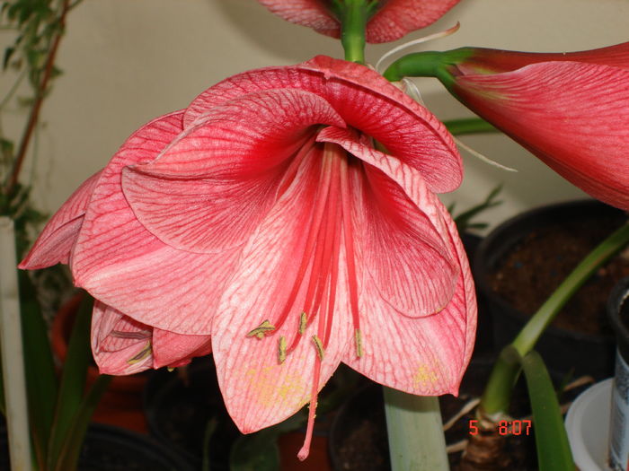 DSC00508 - CRINI AMARYLLIS