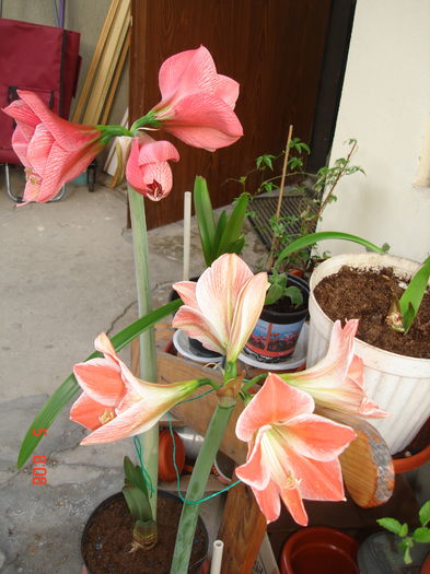 DSC00509 - CRINI AMARYLLIS