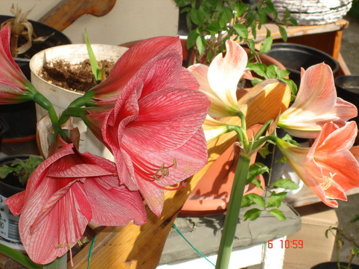 DSC00515 - CRINI AMARYLLIS