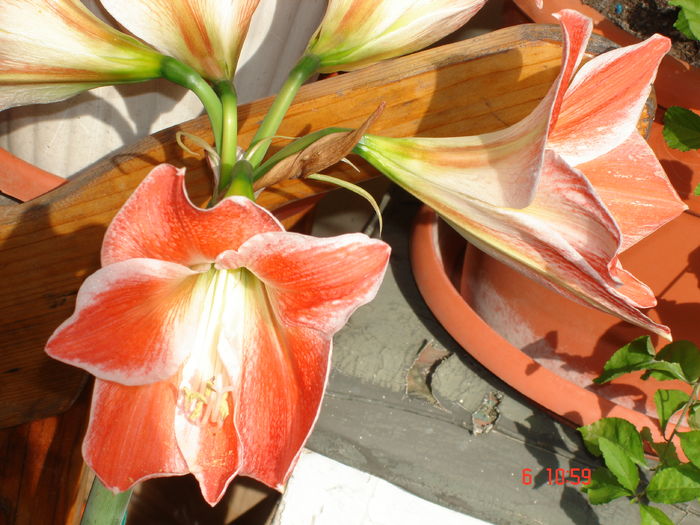 DSC00516 - CRINI AMARYLLIS