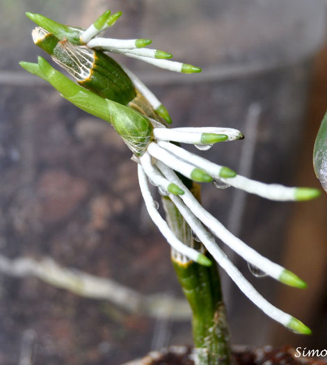 DSC_0954 - Dendrobium nobile